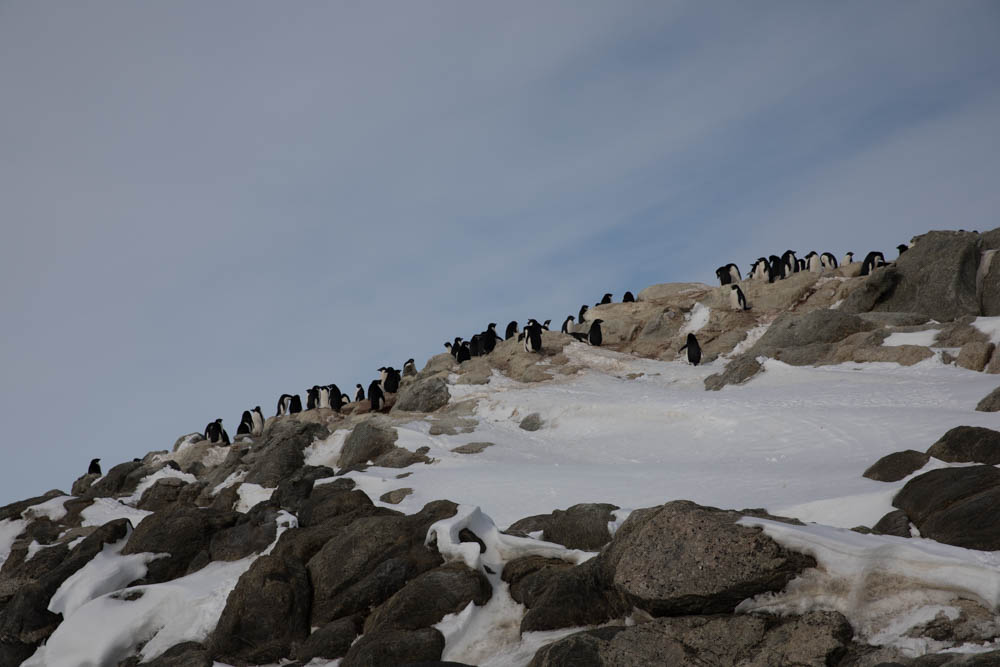 まめ島のルッカリー、たくさんのペンギンがいます