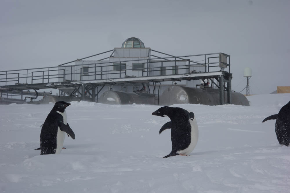 基地タンク付近に訪れたペンギンたち