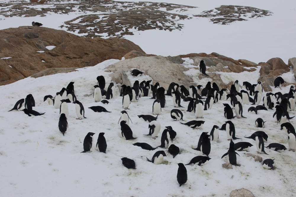 たくさんのペンギンを数えるのは大変です。５００羽程度のルッカリーは手で数えます。